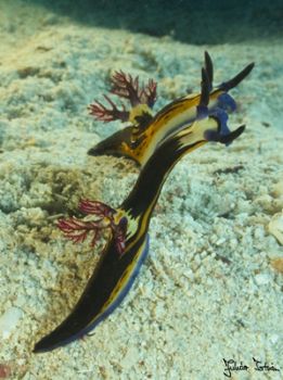 Nudibranch(s?) in Marsa Alam. Taken with Olympus E-20 in ... by Istvan Juhasz 